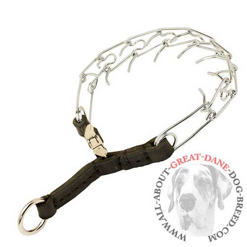Behavior correction pinch collar for Great Dane
