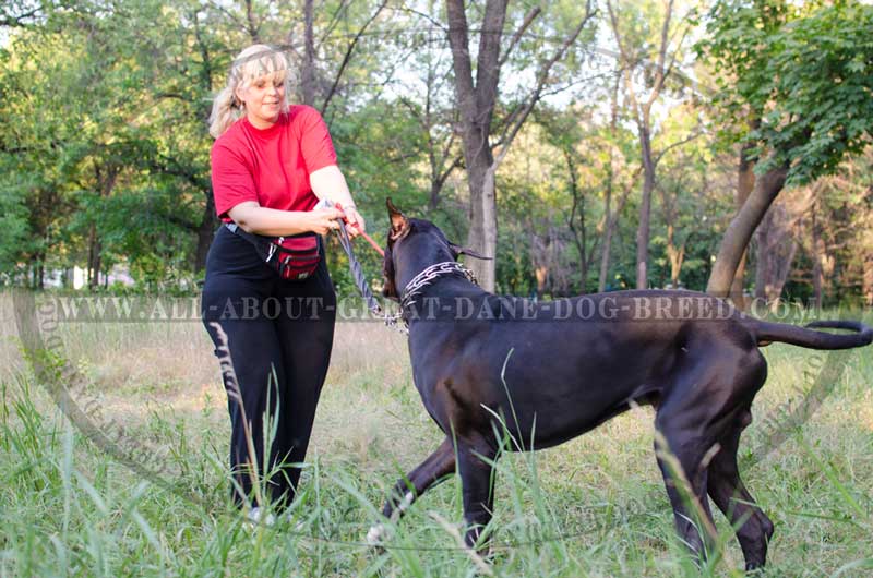 great dane training collar