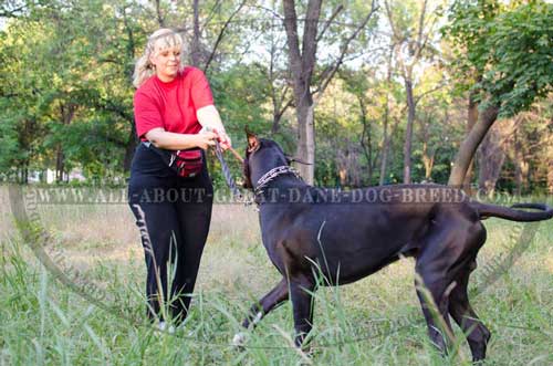 Great Dane prong collar for playing and training