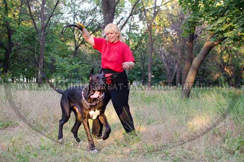 Great Dane pinch collar easy in use