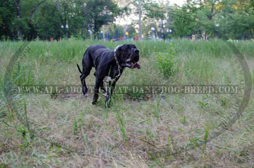 Pleasant pastime with Great Dane pinch collar