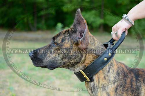 Leather Dog Collar with Handle
