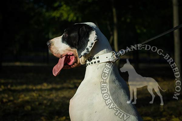 White Leather Great Dane Collar with Reliable Buckle and D-Ring