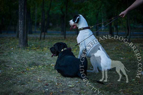 Decorated with Brass Plated Plates Reliable Leather Great Dane Collar 