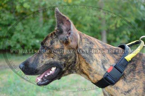 All Weather Nylon Great Dane Collar 