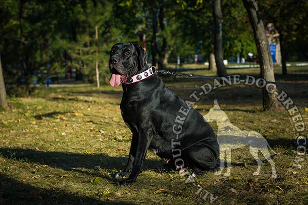 Leather Great Dane Collar with Steel Nickel Plated Hardware
