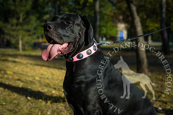 Pink Leather Great Dane Collar with Nickel Studs
