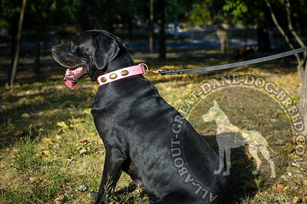 Decorated Pink Leather Great Dane Collar for Walking