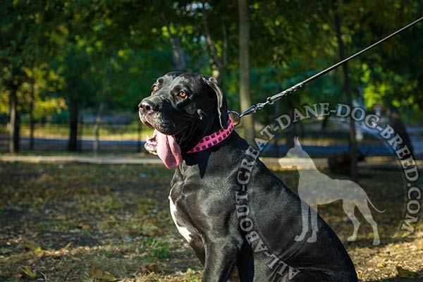 Leather Great Dane Collar with Strong Hardware