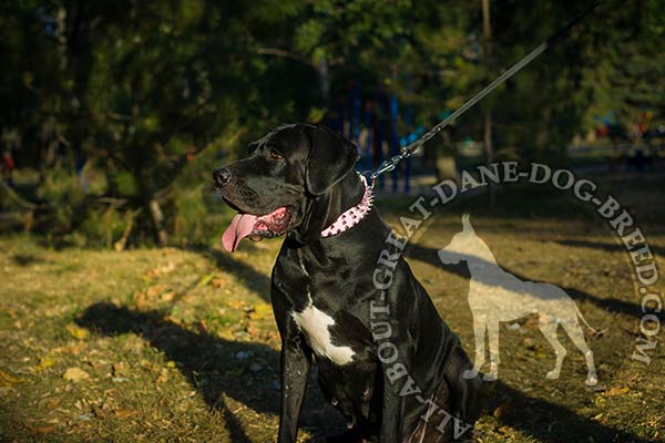Wide Leather Great Dane Collar with Steel Nickel Plated Hardware