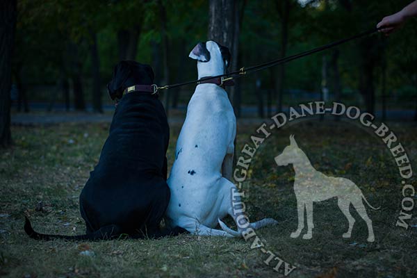 Riveted Leather Great Dane Collar for Walking