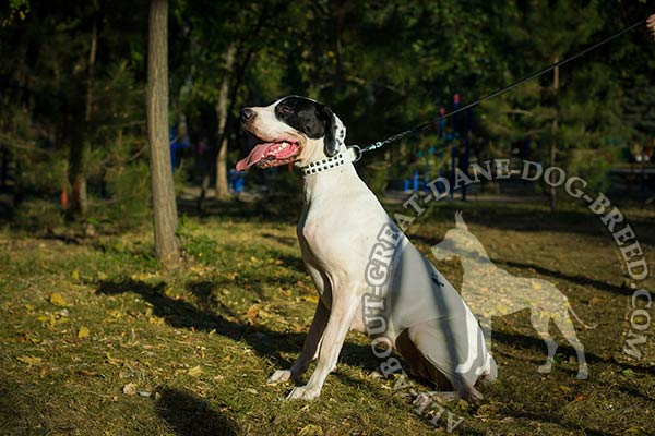 Leather Collar for Great Dane with Reliable Hardware