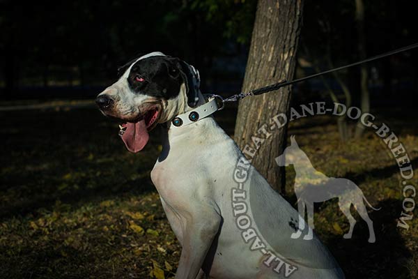 White Leather Great Dane Collar with Reliable Hardware