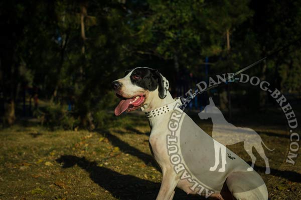 White Leather Great Dane Collar with Rust-Proof Hardware