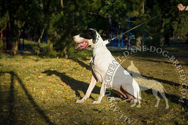 Wide Leather Great Dane Collar for Walking and Training