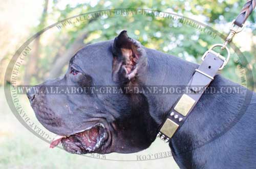 Comfortable Leather Great Dane Collar