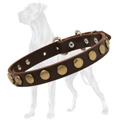 Leather Great Dane collar with brass circles