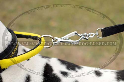 Exclusive Great Dane Collar