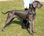 Tracking/Pulling/Agitation Leather Harness For Great Dane