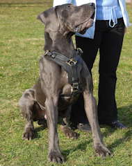 Great dane best leather dog harness