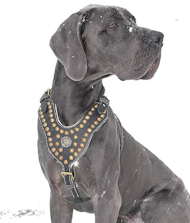 Exclusive Design Studded Leather Harness for Great Dane