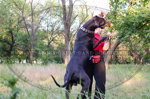 Play with your Great Dane with this bright ball