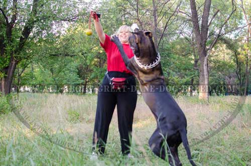 Bright toy for Great Dane training