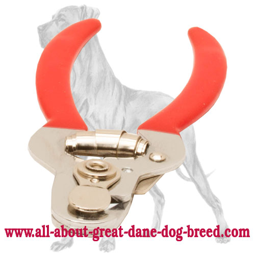 Great dane hot sale nail trimming