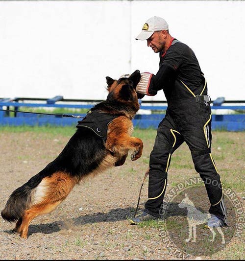 Nylon dog harness for efficient training