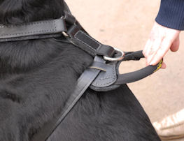 great dane handle for harness