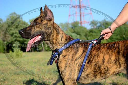 American Flag Painted Leather Great Dane Harness