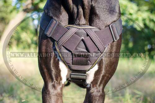 Cushion Chest Plate on Dog Harness