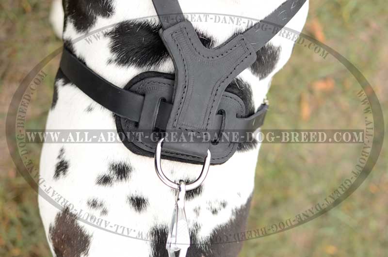 Heavy Duty Leather Harness for Great Dane [H81094 Leather harness