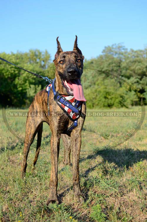 Durable Leather Great Dane Harness