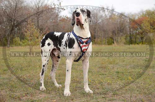 Great-Dane-Breed-Leather-Harness-American-Printed-Durable