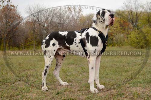 Comfortable Great Dane Harness