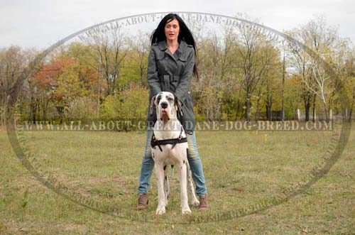 Comfortable Leather Great Dane Harness