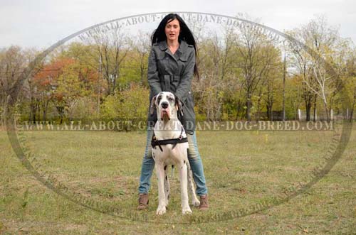 Comfortable Leather Dog Harness