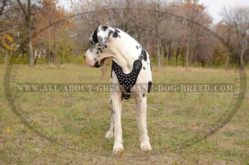 Great-Dane-Dog-Leather-Harness-Spiked-Fantastic-Padded