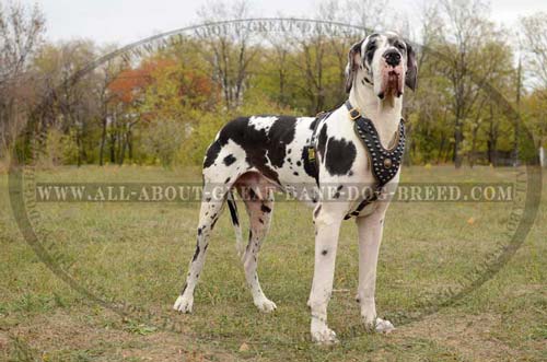 Great-Dane-Dog-Leather-Harness-Studded-Beautiful