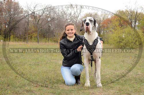 Comfortable Leather Dog Harness