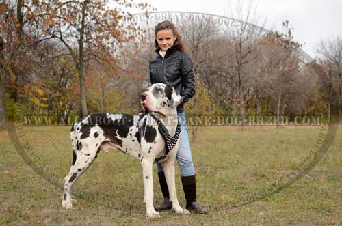 Perfect Leather Dog Harness