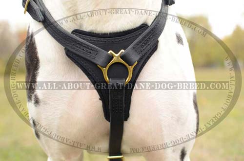 Exclusive Dog Harness