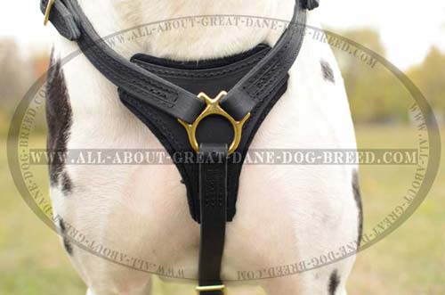 Exclusive Great Dane Harness