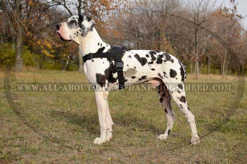 Comfortable nylon Great Dane Harness