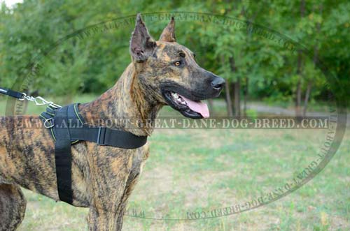 Practical nylon Great Dane harness