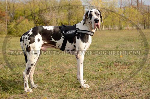 Multi-functional Nylon Harness for Great Dane Durable Nylon Dog Harness