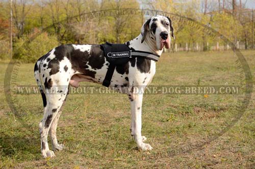 Great-Dane-Dog-Nylon-Harness-Waterproof-High-Quality