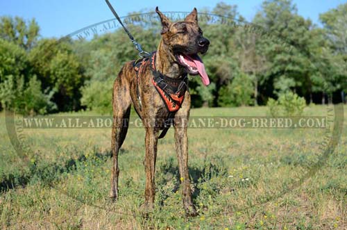 Hypoallergic Painted Leather Great Dane Harness