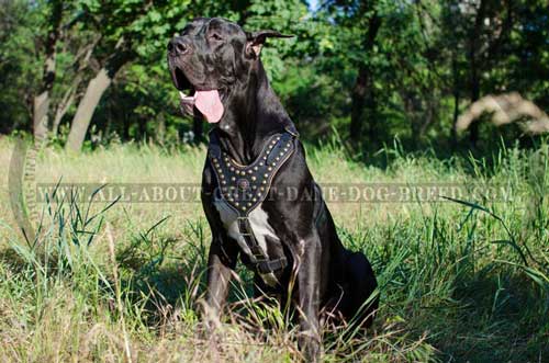 Strong Leather Dog Harness